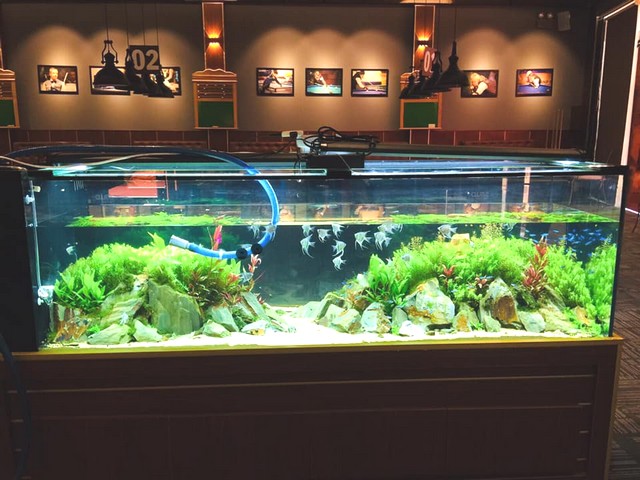 Thừa ánh sáng là nguyên nhân khiến nước hồ cá bị rêu