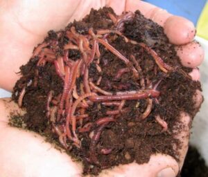 Trùn quế được dùng làm thức ăn cho động vật.