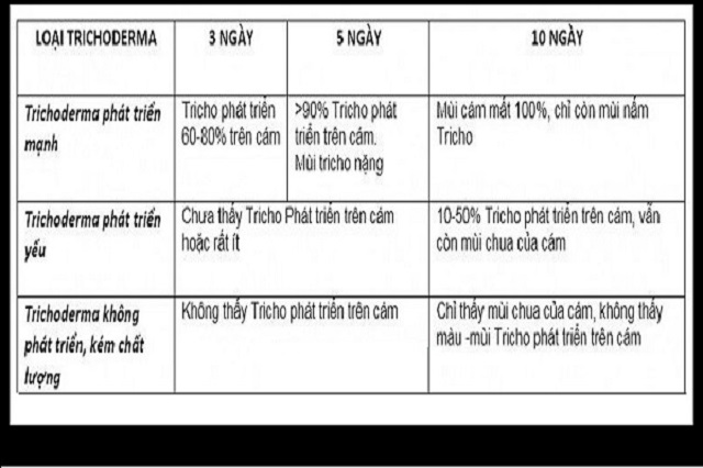 Lưu ý khi chọn lựa chế phẩm Trichoderma
