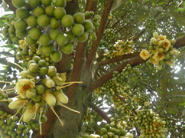 Amino acid đối với sự ra hoa và kết trái