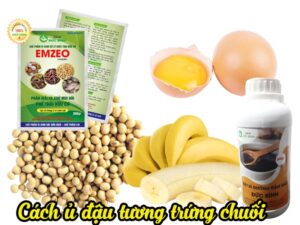 Cách ủ đậu tương trứng chuối