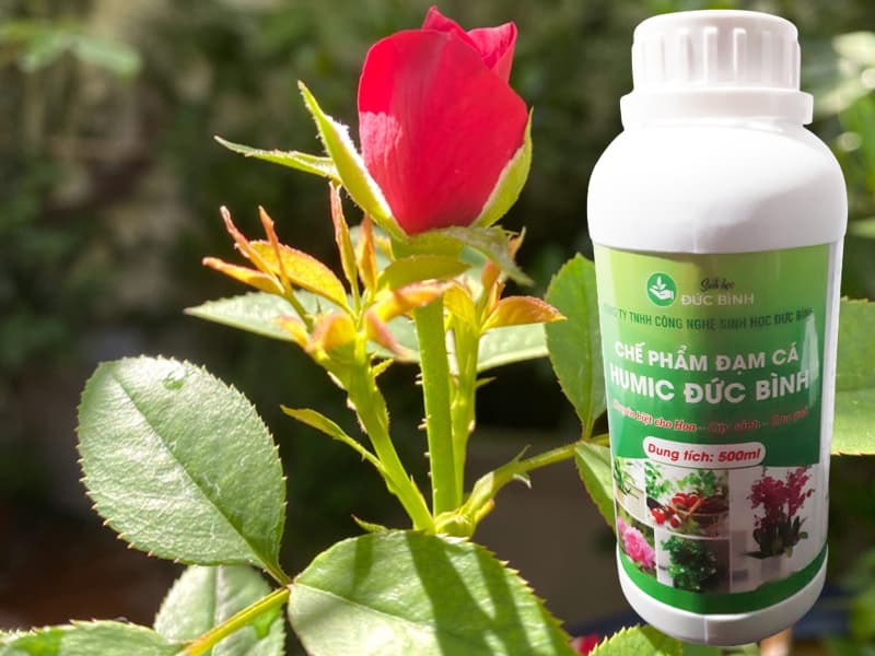 CHẾ PHẨM ĐẠM HUMIC CHO HOA HỒNG