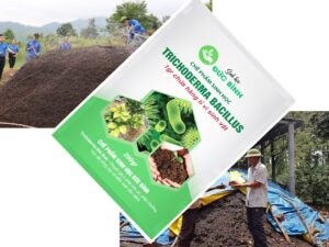 Cách ủ vỏ cà phê với nấm Trichoderma, chế phẩm EMZEO là biện pháp ủ nhanh nhất và sạch mùi hôi