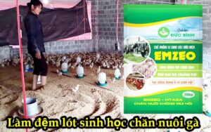 Cách khử mùi hôi chuồng gà bằng đệm lót sinh học