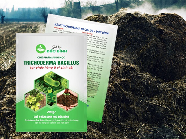 Cách sử dụng nấm Trichoderma ủ phân bò mang lại hiệu quả cao nhất