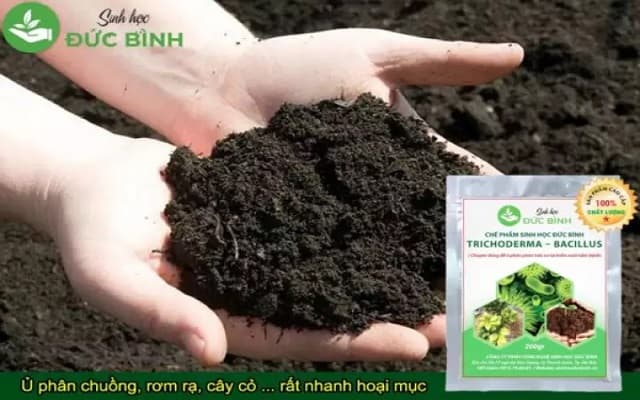 Chọn mua chế phẩm Trichoderma chất lượng tốt