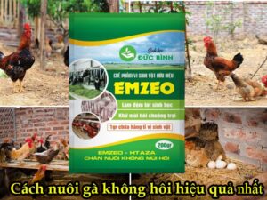 3 Cách khử mùi hôi chuồng gà đã áp dụng trong nhiều trang trại