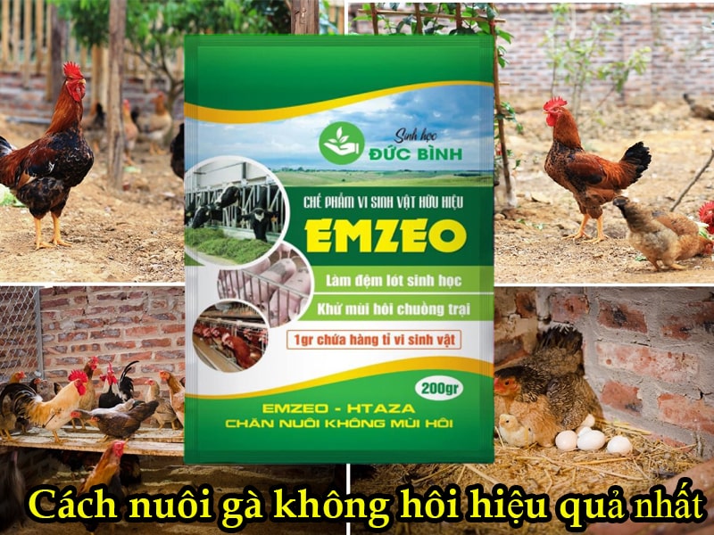 3 Cách khử mùi hôi chuồng gà đã áp dụng trong nhiều trang trại