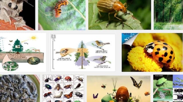 Đuổi côn trùng bảo vệ cây trồng