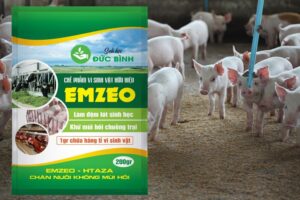 Khắc phục nhược điểm của các cách làm đệm lót sinh học chăn nuôi heo hiện tại