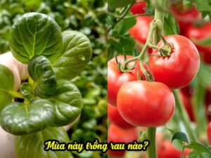 Mùa này trồng rau gì?