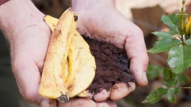 Nguồn cung kali và phốt pho tự nhiên cho cây trồng