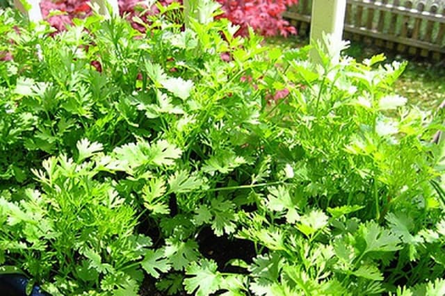 Rau mùi, một loại rau phát triển mạnh vào mùa Đông