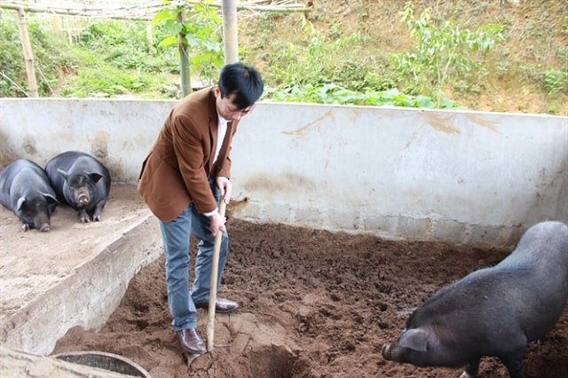 Những vấn đề khi làm nuôi heo bằng đệm lót sinh học
