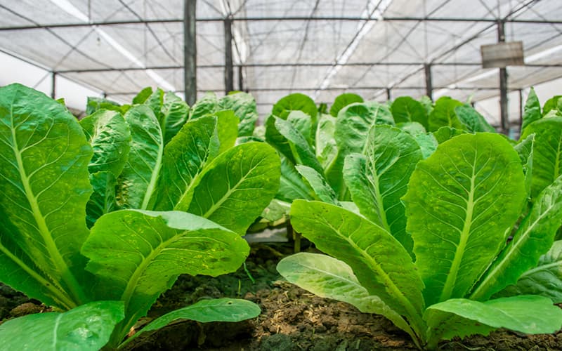 Tác dụng của phân bánh dầu đối với cây trồng