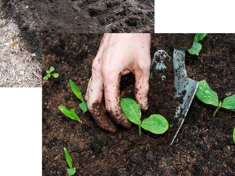 Tro bếp có công dụng tốt với đất và cây trồng