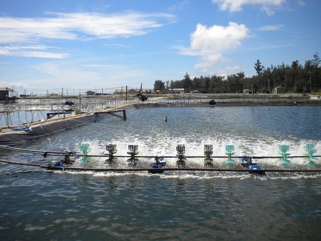 Ao nuôi tôm cá ô nhiễm gây thiệt hại lớn cho người nuôi - xử lý ao nuôi tôm cá ô nhiễm