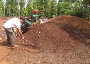 Cách chế biến vỏ cà phê làm phân bón cây trồng