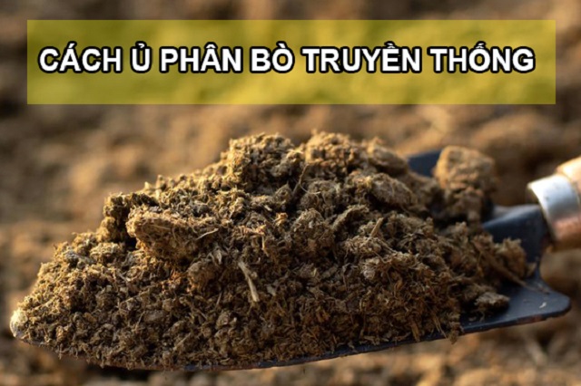 3 cách ủ phân bò truyền thống đó là: Ủ nóng, ủ nguội, ủ nóng trước nguội sau