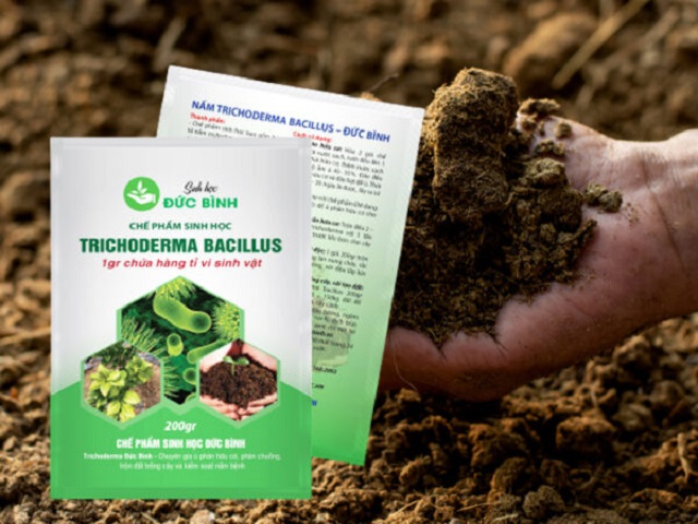 Chế phẩm nấm đối kháng Trichoderma spp