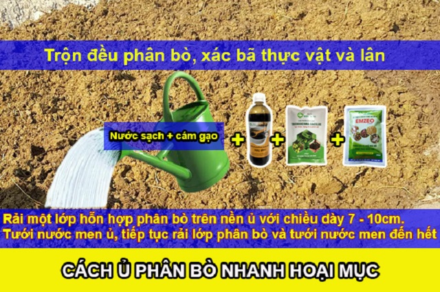 Cách ủ phân bò nhanh hoai mục siêu đơn giản hiệu quả nhất hiện nay là sử dụng chế phẩm sinh học trichoderma và chế phẩm emzeo để ủ