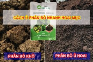 Tổng hợp Cách ủ phân bò nhanh hoai mục bón cây siêu đơn giản