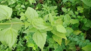 Cây phân xanh có đặc điểm là dễ trồng và khả năng phát triển vô cùng mạnh mẽ