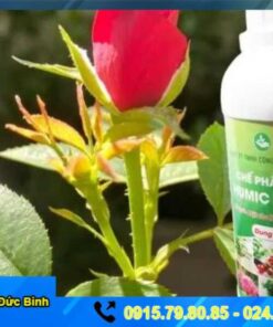 CHẾ PHẨM ĐẠM HUMIC CHO HOA HỒNG
