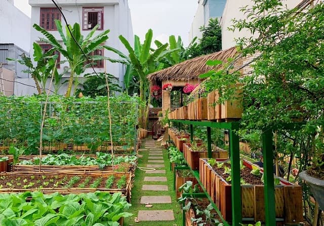 Hướng dẫn chi tiết cách ủ nước tiểu, nước vo gạo tưới cây