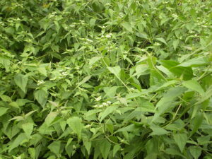 Phân xanh là gì? Cách ủ và sử dụng phân xanh bón cây hiệu quả như thế nào?