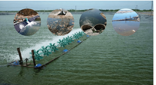 Sử dụng chế phẩm vi sinh xử lý ao nuôi thủy sản bị ô nhiễm nặng