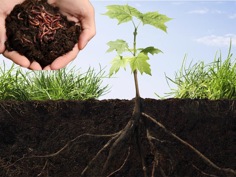 Bón thúc là gì? Cách bón thúc cho cây trồng năng suất cao?