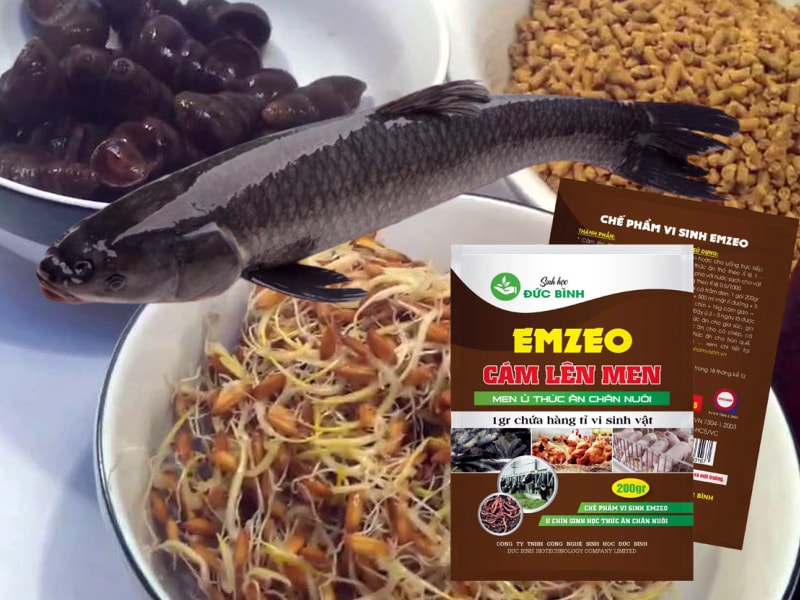 Cách làm mồi câu cá trắm đen cực nhậy