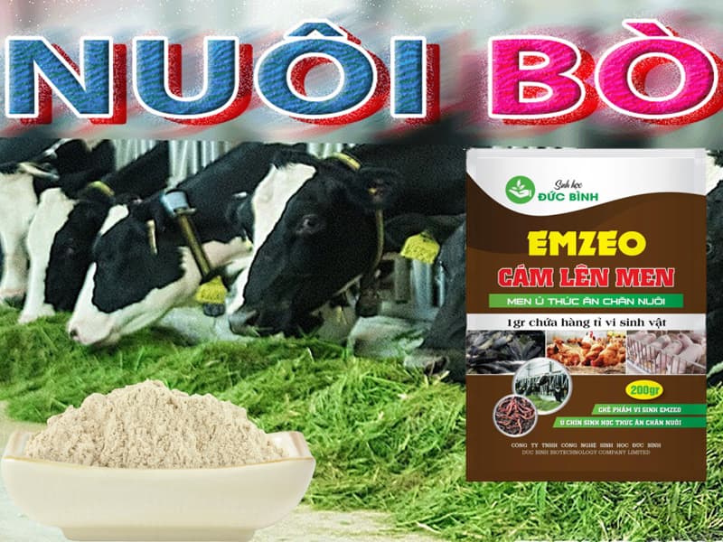 Cách ủ chua thức ăn cho trâu bò đúng kỹ thuật