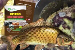 Cách ủ mồi câu cá chép hiệu quả nhất hiện nay