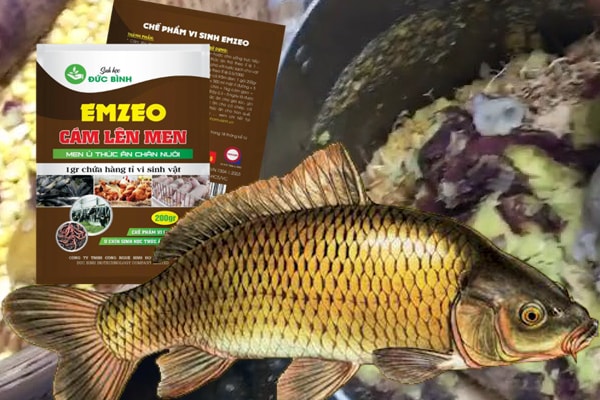 Cách ủ mồi câu cá chép hiệu quả nhất hiện nay