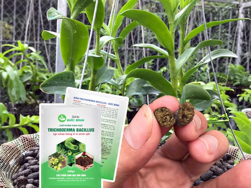 Cách ủ phân dê với nấm Trichoderma là cách chế biến phân dê sử dụng bón cây hiệu quả nhất