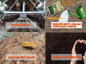 Cách ủ phân gà hoai mục nhanh chóng và hiệu quả