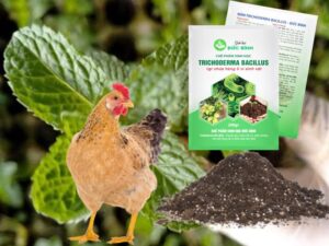 Cách ủ phân gà nhanh mục hiệu quả nhất