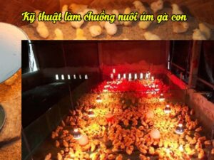 Cách làm chuồng úm gà con và kỹ thuật úm gà hiệu quả