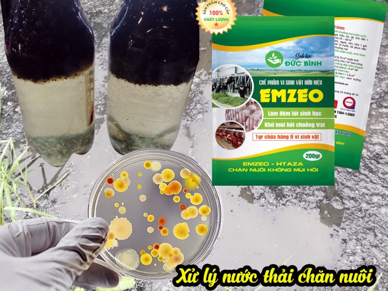 Cách sử dụng men vi sinh xử lý nước thải