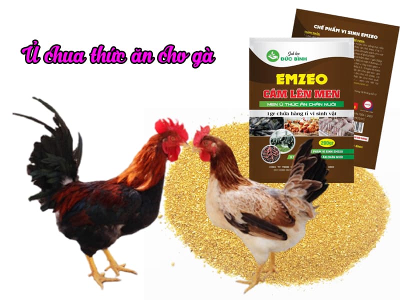 Cách ủ thức ăn cho gà,vịt, ngan, ngỗng, gia cầm đúng kỹ thuật