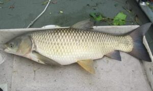 Đặc điểm sinh trưởng của cá