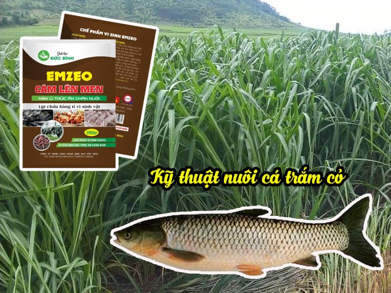 Cá trắm cỏ ăn gì? Kỹ thuật nuôi cá trắm cỏ?