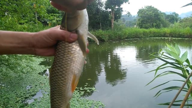 Hướng dẫn làm mồi câu bằng tiết lợn