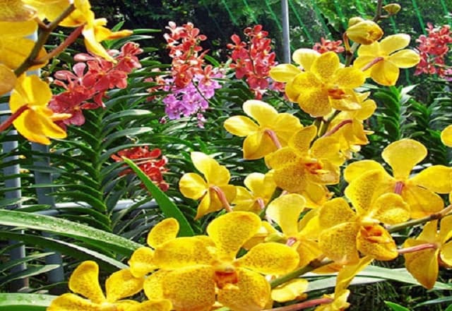 Nếu biết cách chăm sóc chắc chắn các bạn sẽ có vườn lan như ý