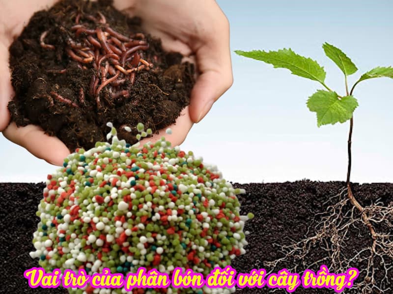 Khái niệm phân bón hữu cơ