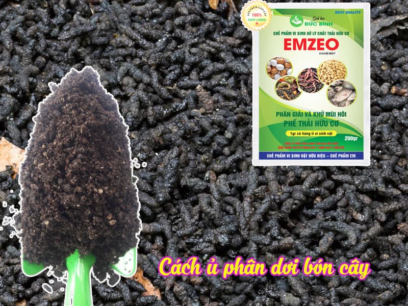 Xử lý ủ ngâm phân dơi bón cây hiệu quả bất ngờ