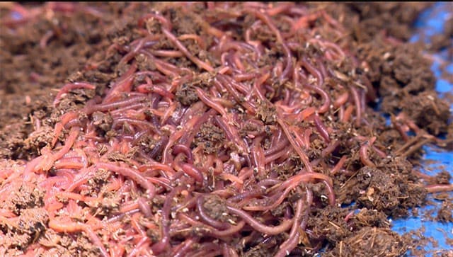 3. Cách làm phân trùn quế