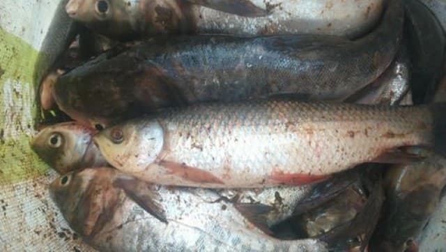 Bạn có thể thực hiện ủ sống hoặc ủ chín.